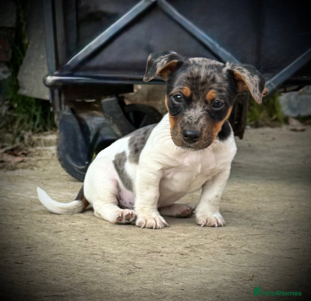 Jack Russell dogs for sale: Outstanding jack russels  - Image 4