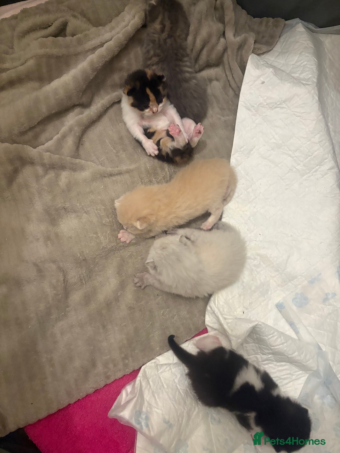 Mixed Breed cats for sale: Beautiful Ragdoll x British short kittens  - Image 3
