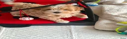 Maltipoo dogs for sale: Maltipoo male puppy for sale 🐶💫 - Advert 6