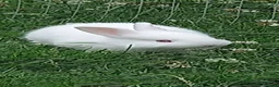 New Zealand rabbits for sale: New Zealand white kits for sale  in Wallington - Advert 11