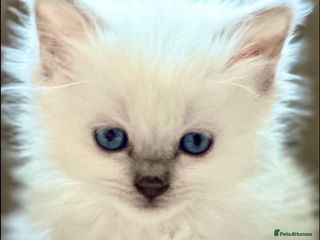 Ragdoll cats 💜💜 Stunning GCCF Kittens 💜💜 - Advert 1