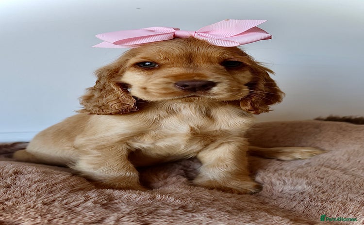Cocker Spaniel dogs - Advert 5