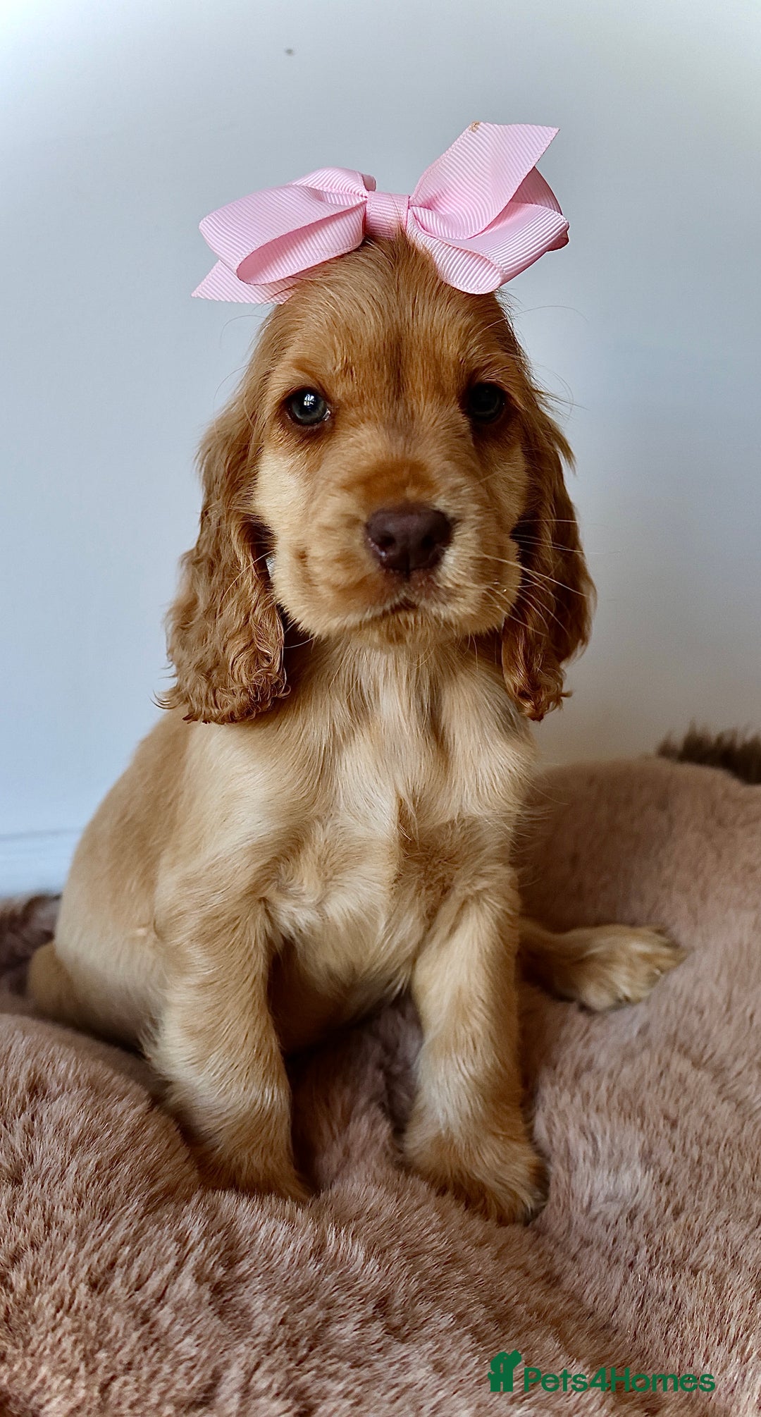 Cocker Spaniel dogs for sale: Stunning SHOW cockers READY TO LEAVE  - Image 2