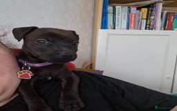 Patterdale Terrier dogs for sale: 1 year old Male Patterdale - Image 16