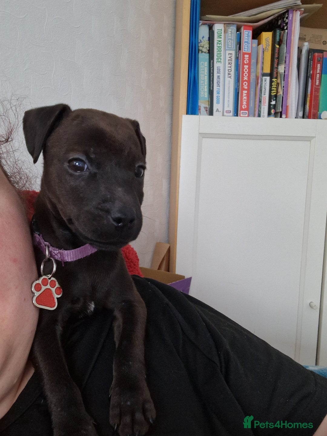 Patterdale Terrier dogs for sale: 1 year old Male Patterdale - Image 16
