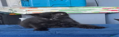Mixed Breed 1