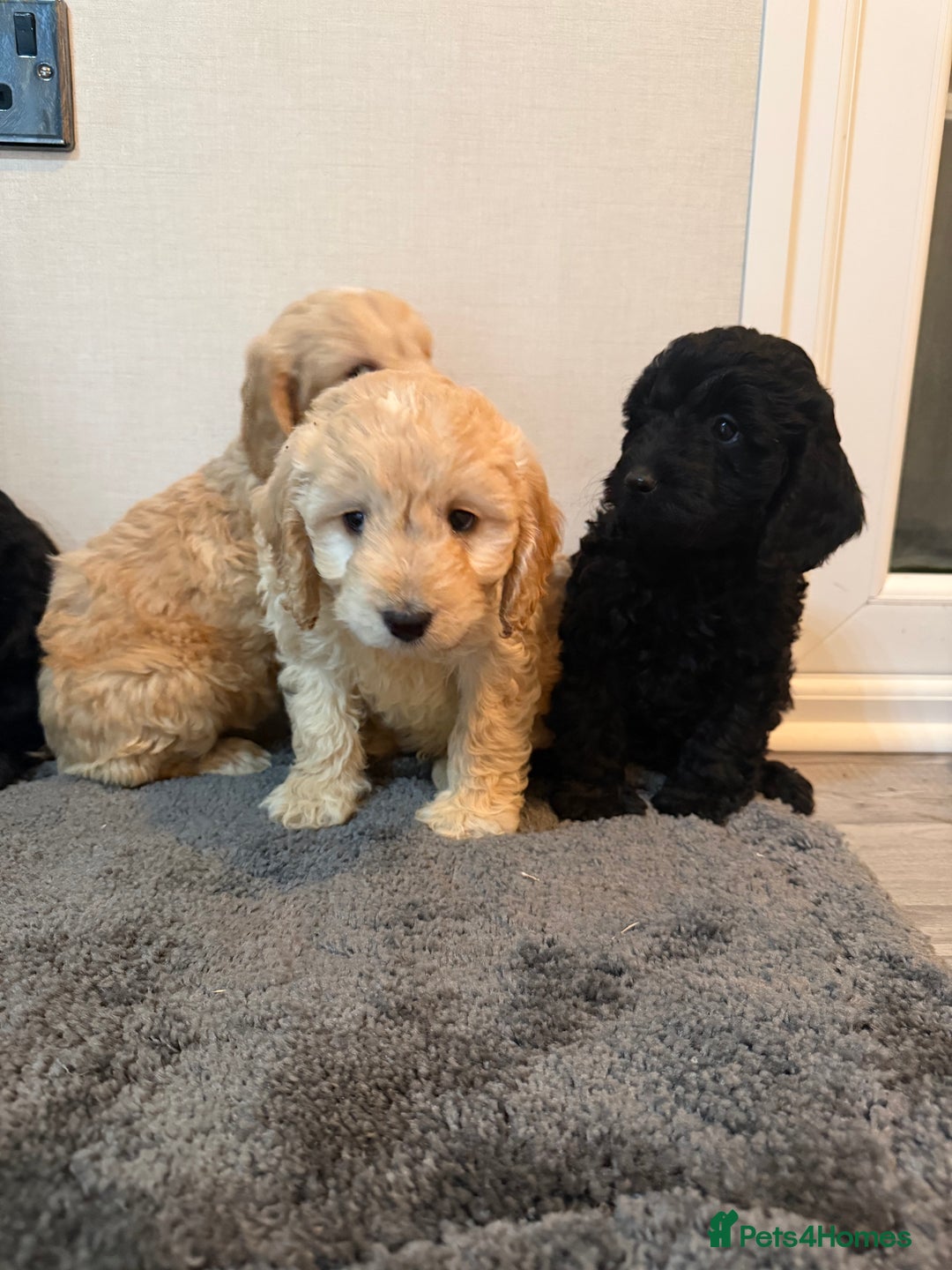 Cockapoo dogs for sale: Cockapoo puppies - Advert 12