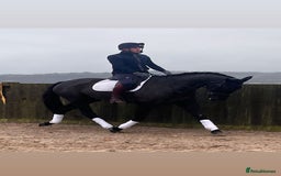 Danish Warmblood horses for sale: Jazz gelding with a definite future in dressage - Advert 4