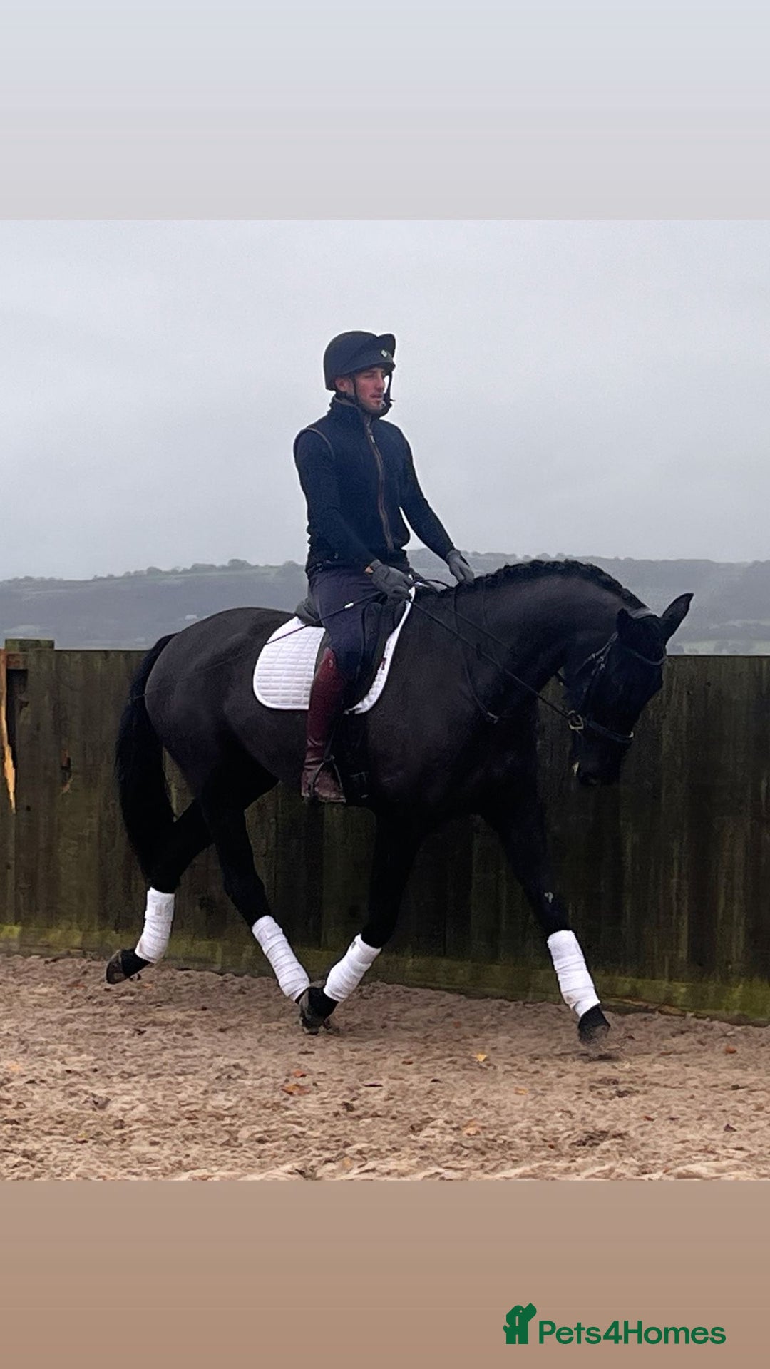 Danish Warmblood horses for sale: Jazz gelding with a definite future in dressage - Advert 4
