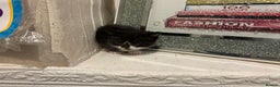 British Longhair cats for sale: british shorthair and longhair kittens for sale  - Advert 18