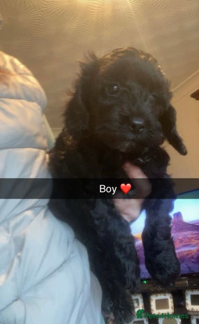 Cockapoo dogs Beautiful F1 cockapoo ready 1 boy 1 girl left - Advert 1