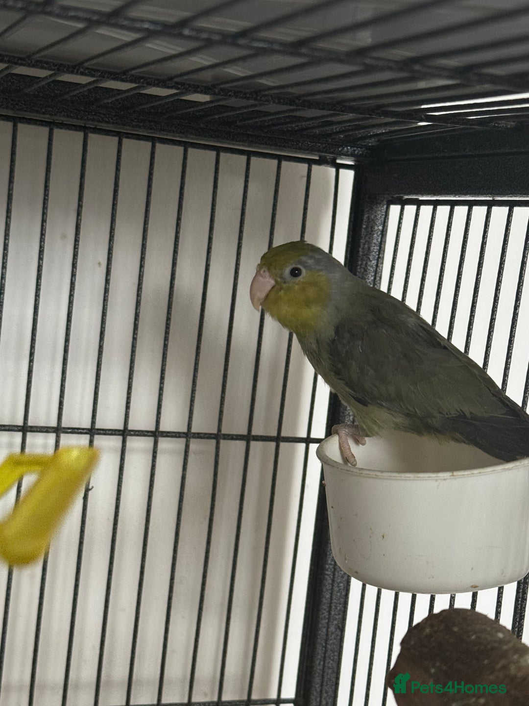 Parakeets birds for sale: Brother&sister parrotlets  - Advert 2