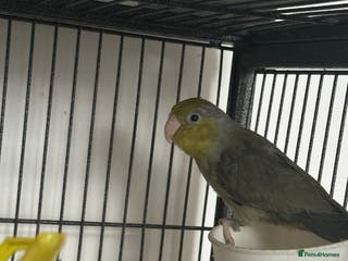 Parakeets birds Green male parrolet - Advert 5