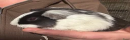 Guinea Pig rodents for sale: female Guineapigs   - Advert 9