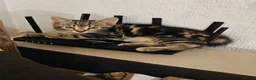American Shorthair cats for sale: Kittens for sale  - Advert 11