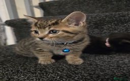 British Shorthair cats for sale: Adorable British kittens. Ready for new home. - Image 4