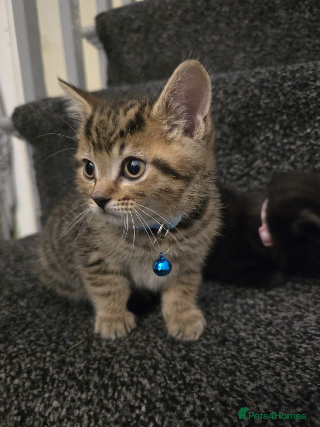 British Shorthair cats for sale: Adorable British kittens. Ready for new home. - Image 4