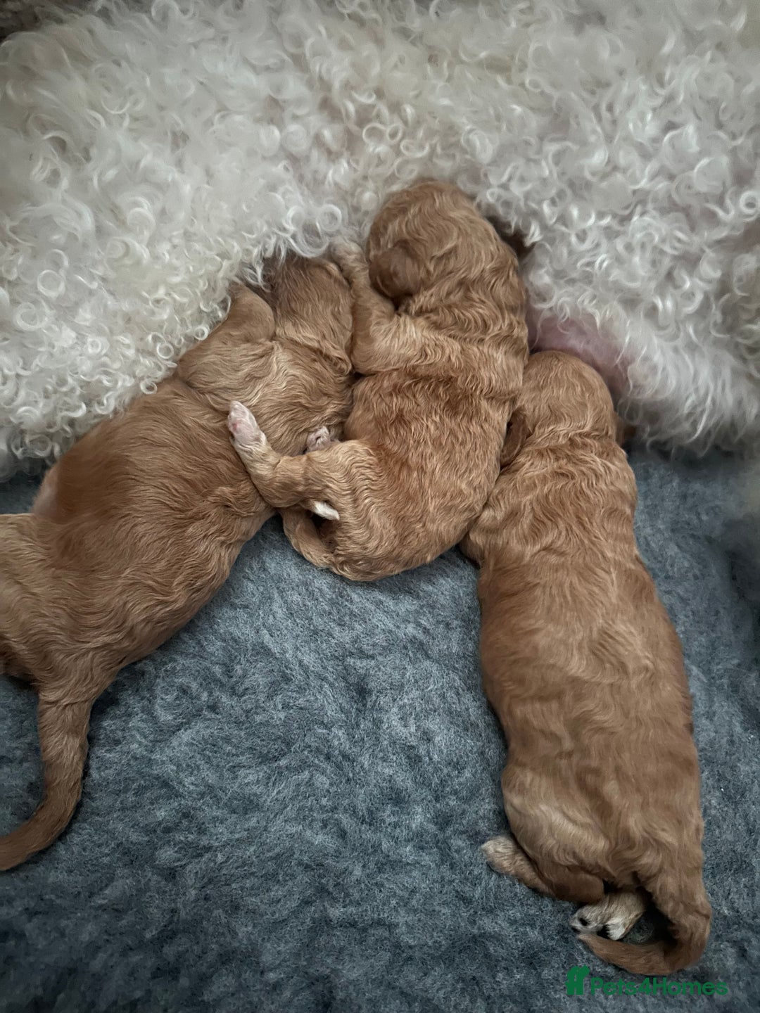 Poochon dogs for sale: Stunning coloured Poochons  - Image 3