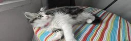 Persian cats for sale: Adorable Persian girl  - Advert 1