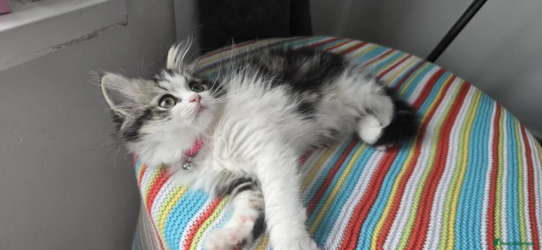 Persian cats for sale: Adorable Persian girl  - Advert 1
