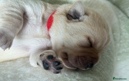 Labrador Retriever dogs for sale: Labrador pups service quality assured - Image 17