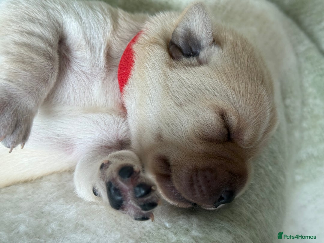 Labrador Retriever dogs for sale: Labrador pups service quality assured - Image 17