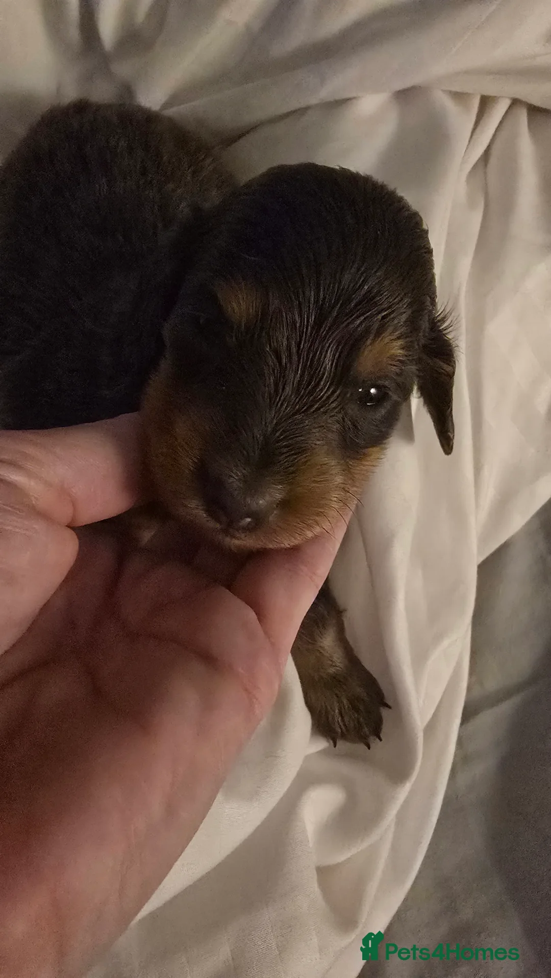 Miniature Dachshund dogs for sale: Miniature dachshund puppies for sale liverpool  - Advert 2