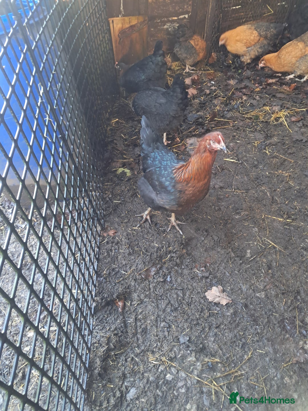 Chickens poultry for sale: POINT OF LAY PULLETS AVAILABLE  - Advert 7