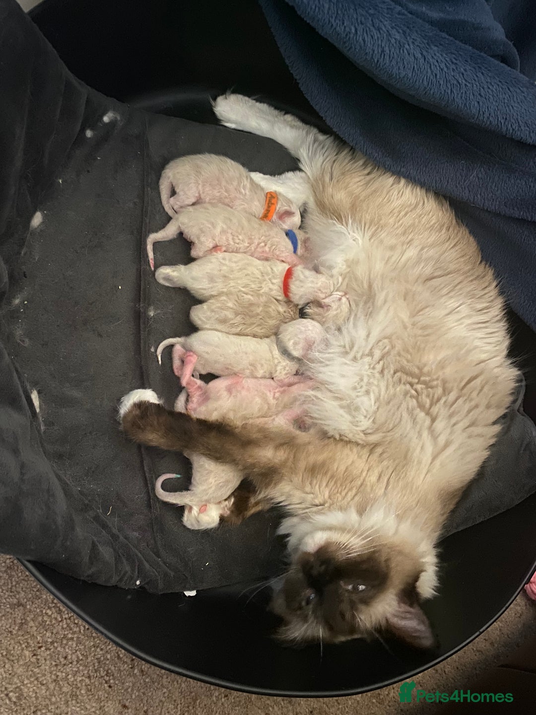 Ragdoll cats for sale: 6 ragdoll kittens  - Image 4