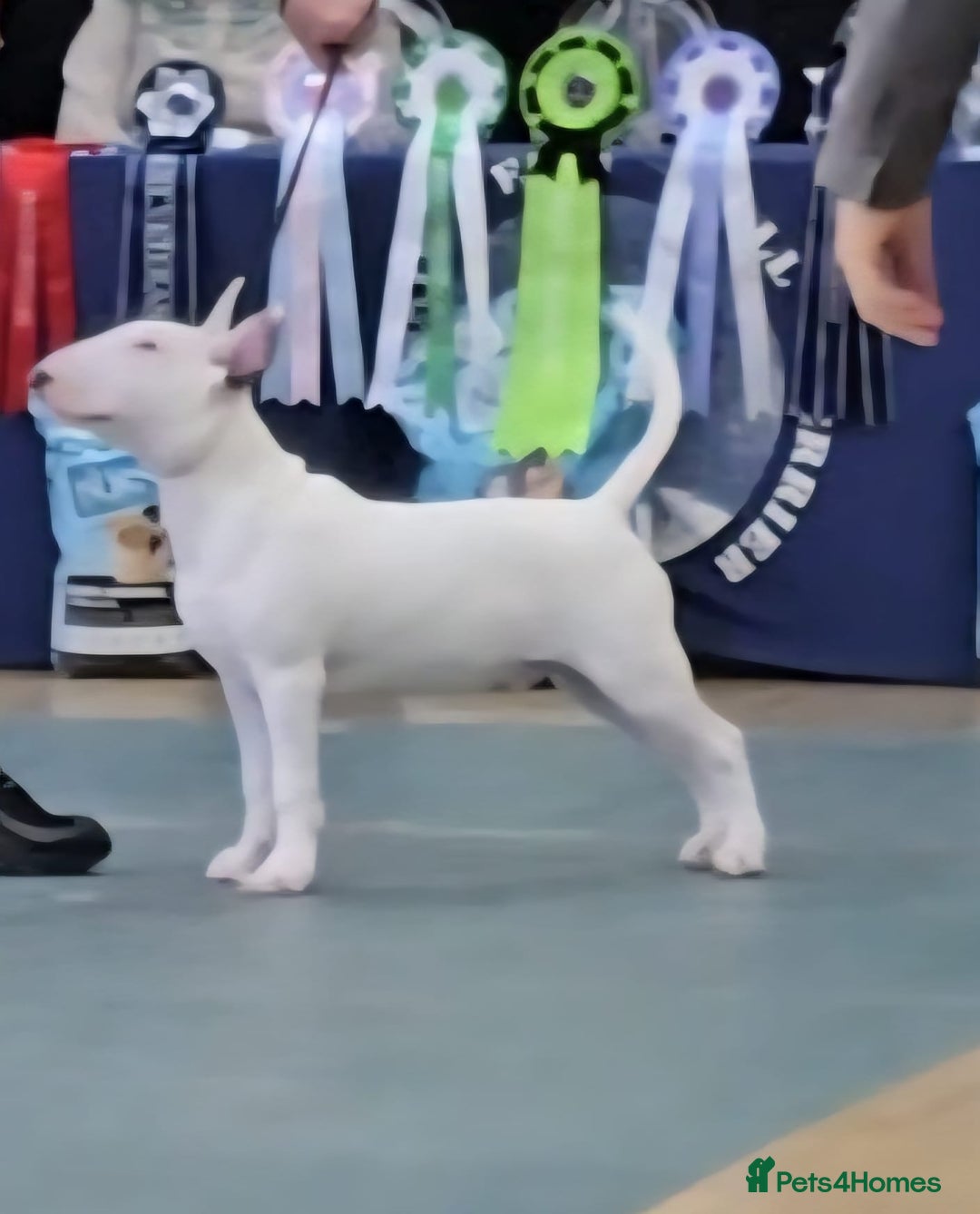 English Bull Terrier dogs for sale: 7 month old english bull terrier  - Advert 1