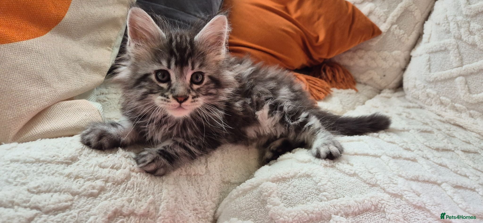 Maine Coon cats Pure Breed Maine Coon -LAST ONE - Advert 6