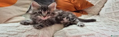 Maine Coon 1