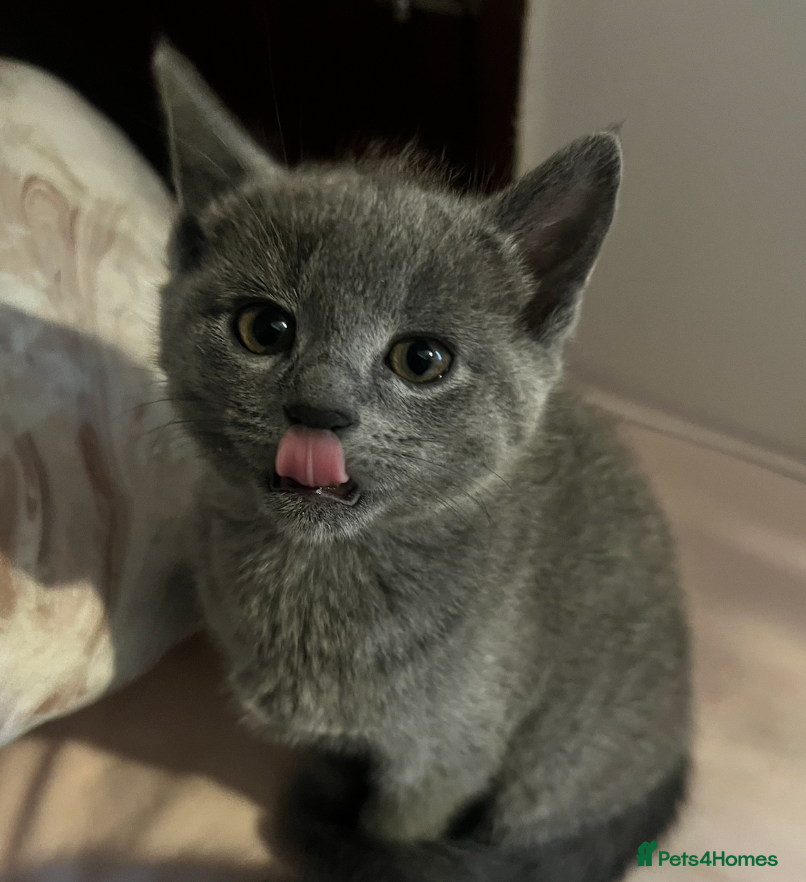 Russian Blue cats 1 Female Left - Russian Blue x Chartreux - Advert 2