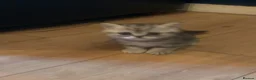 Exotic cats for sale: Exotic kittens  - Advert 9