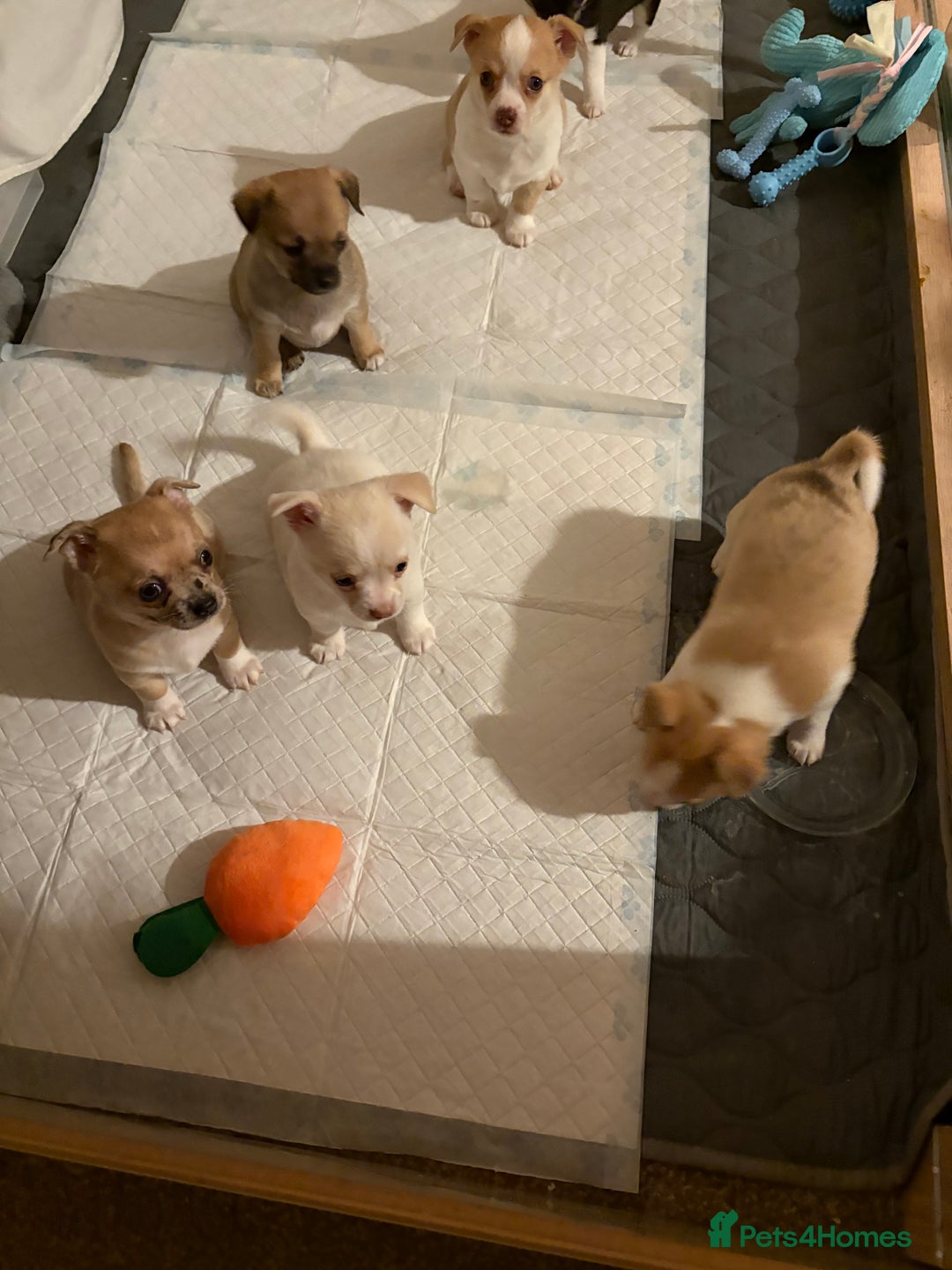 Chihuahua dogs for sale: Puppy’s  - Advert 9