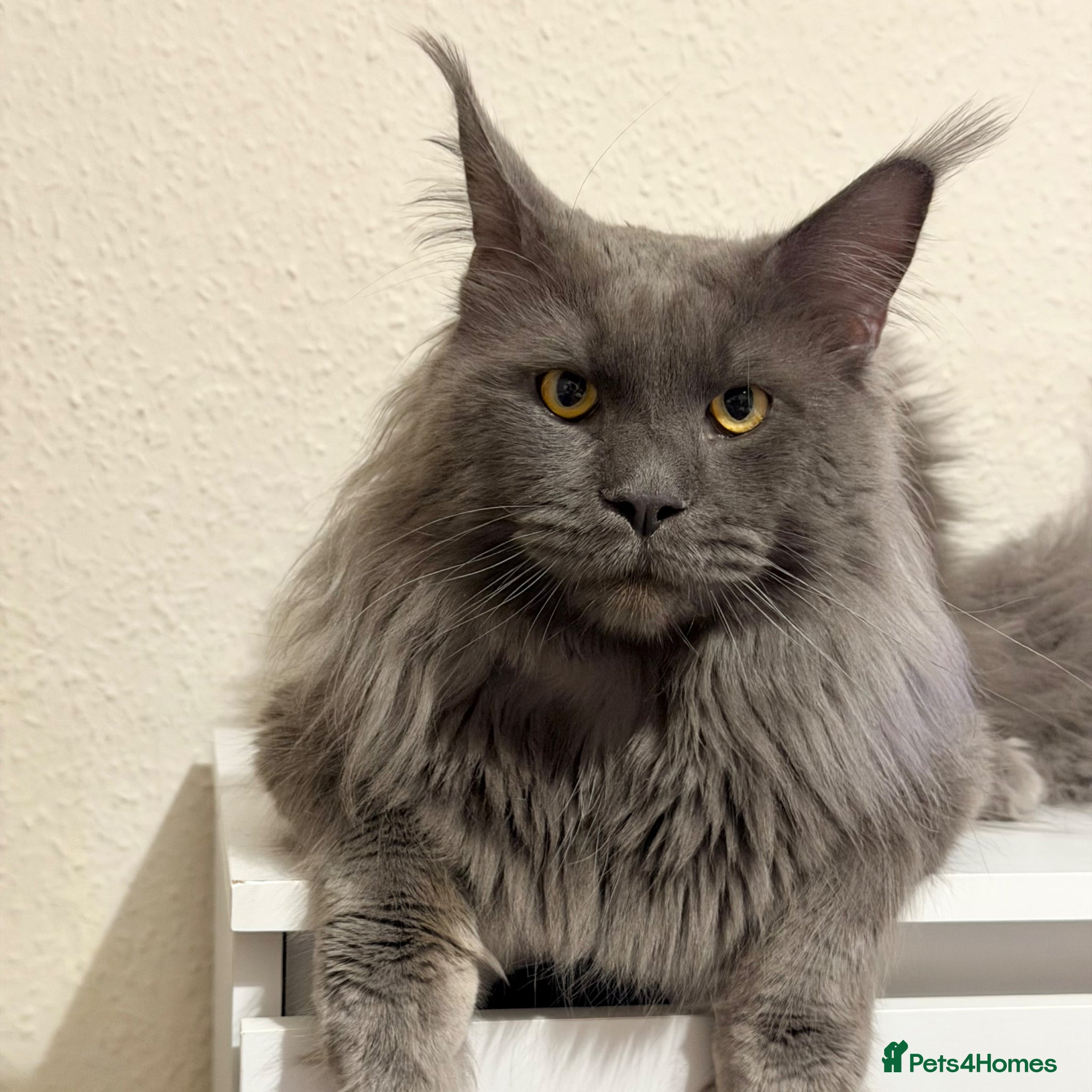 Maine Coon cats Champion Lines - Proven, Gentle - Blue Smoke - Advert 5