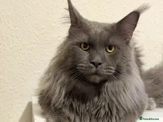 Maine Coon cats Champion Lines - Proven, Gentle - Blue Smoke - Advert 5
