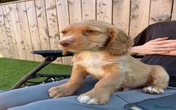Sprocker dogs for sale:  Sprocker spaniel puppies - Ready Soon ! - Image 8
