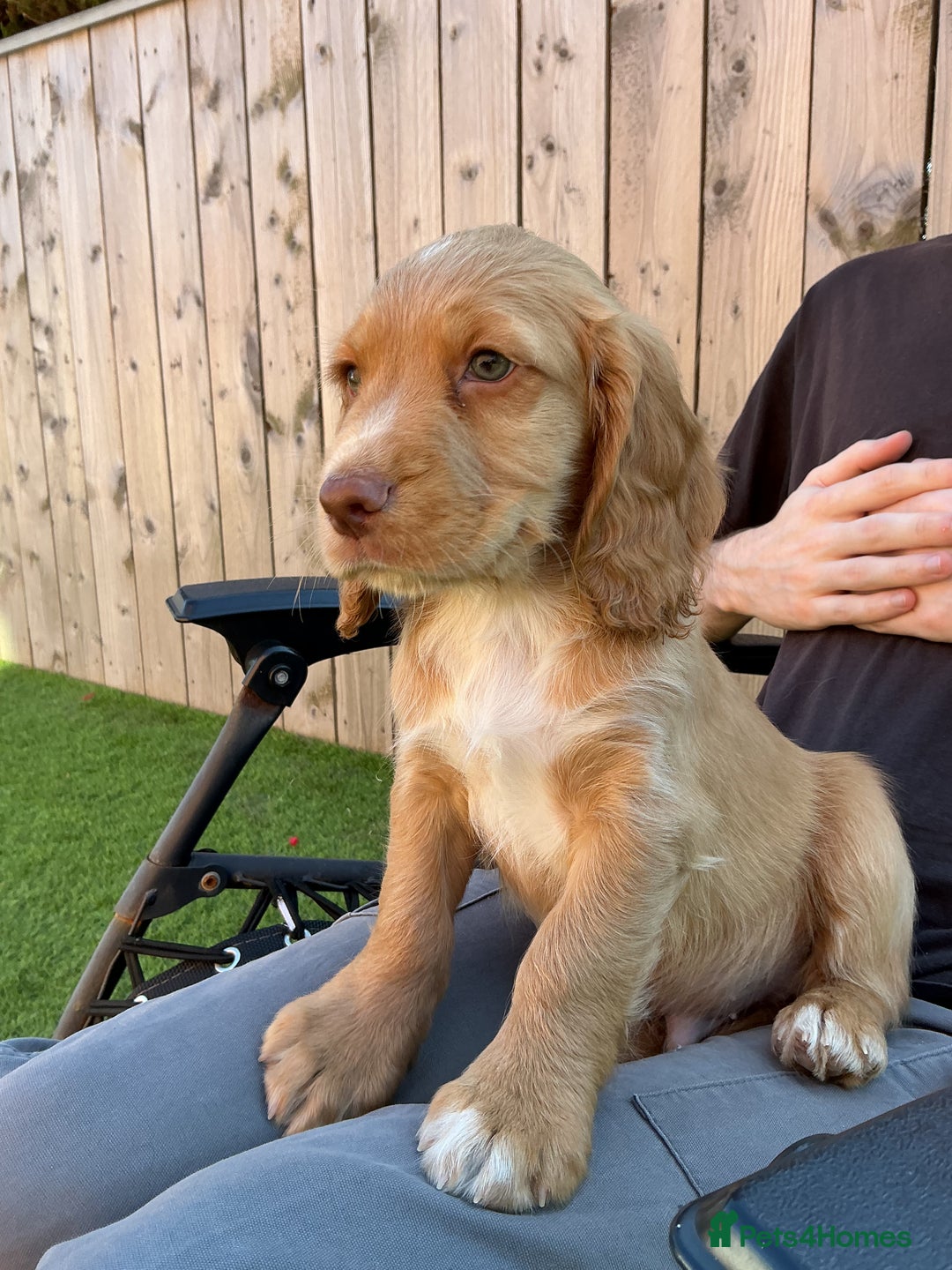 Sprocker dogs for sale:  Sprocker spaniel puppies - Ready Soon ! - Image 8
