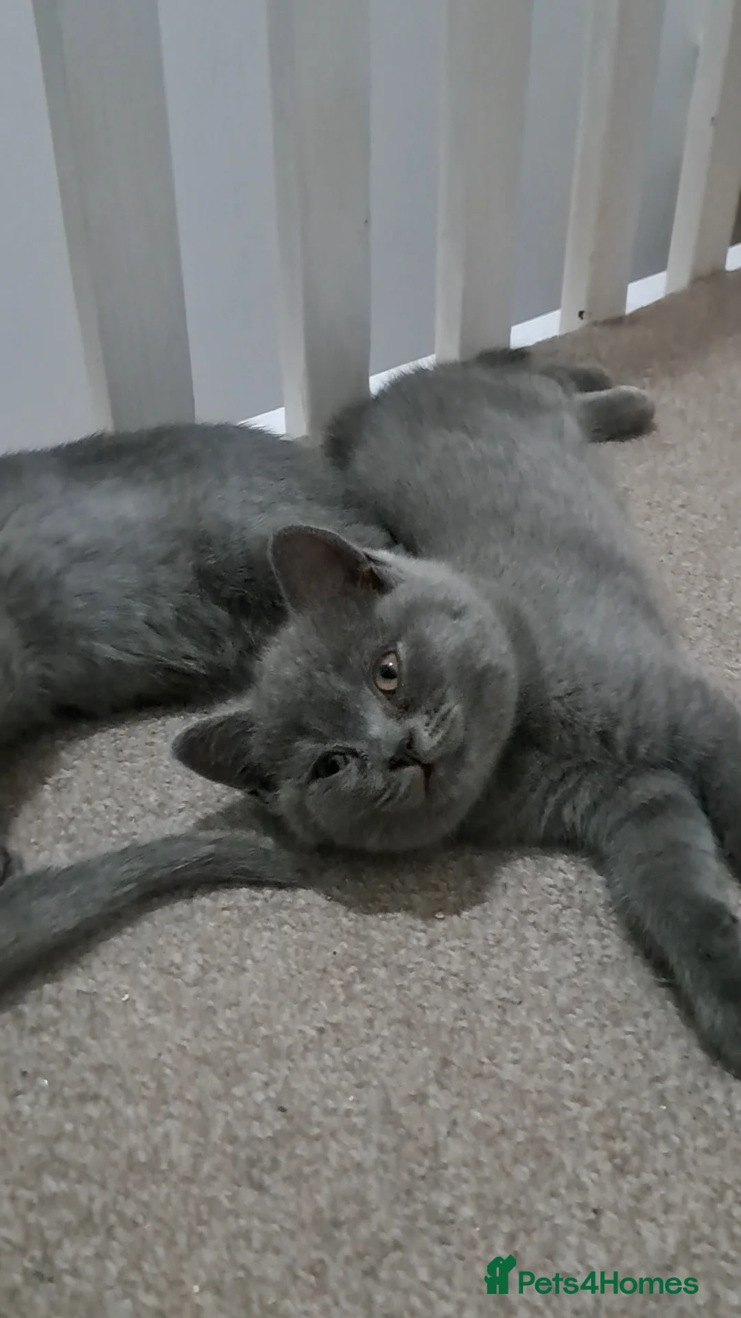 British Shorthair cats for sale: British Shorthair Blue female is ready to go  - Advert 5