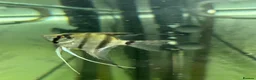Angelfish fish for sale: 250L Tank with Community of Fish - Advert 6