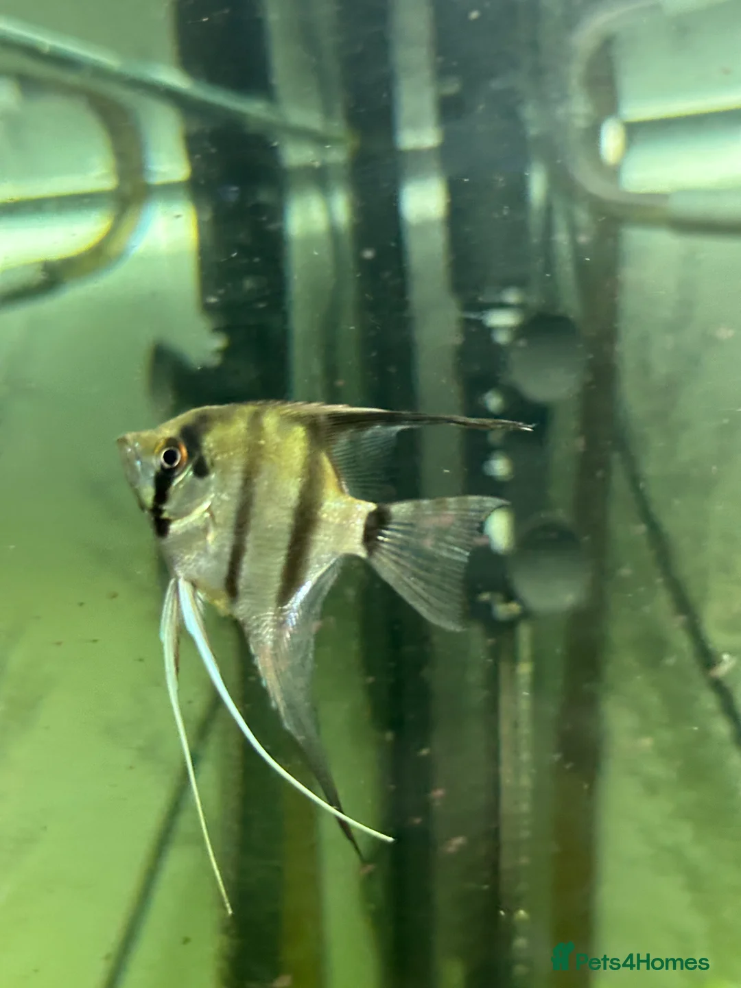 Angelfish fish for sale: 250L Tank with Community of Fish - Advert 6