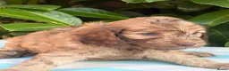 Cockapoo dogs for sale: Cockapoo males and females  - Advert 7