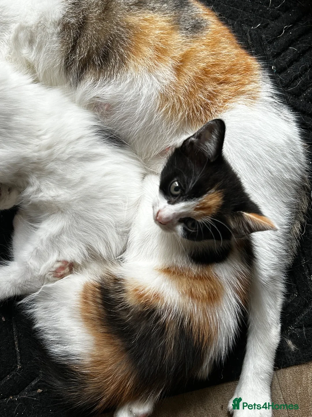 Mixed Breed cats for sale: 2 lovable kittens for sale - Advert 2