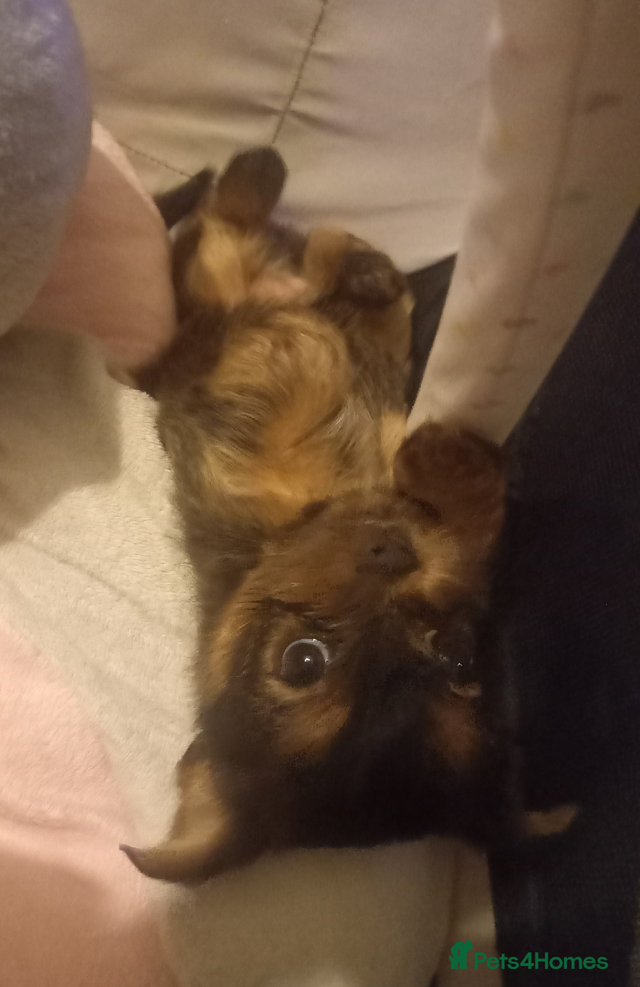 Shorkie dogs Beautiful shorkie babies  - Advert 3