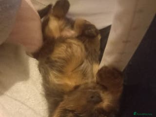 Shorkie dogs Beautiful shorkie babies - Advert 3