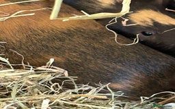 Guinea Pig rodents for sale: Two cuties reluctantly looking to be rehoused - Image 4
