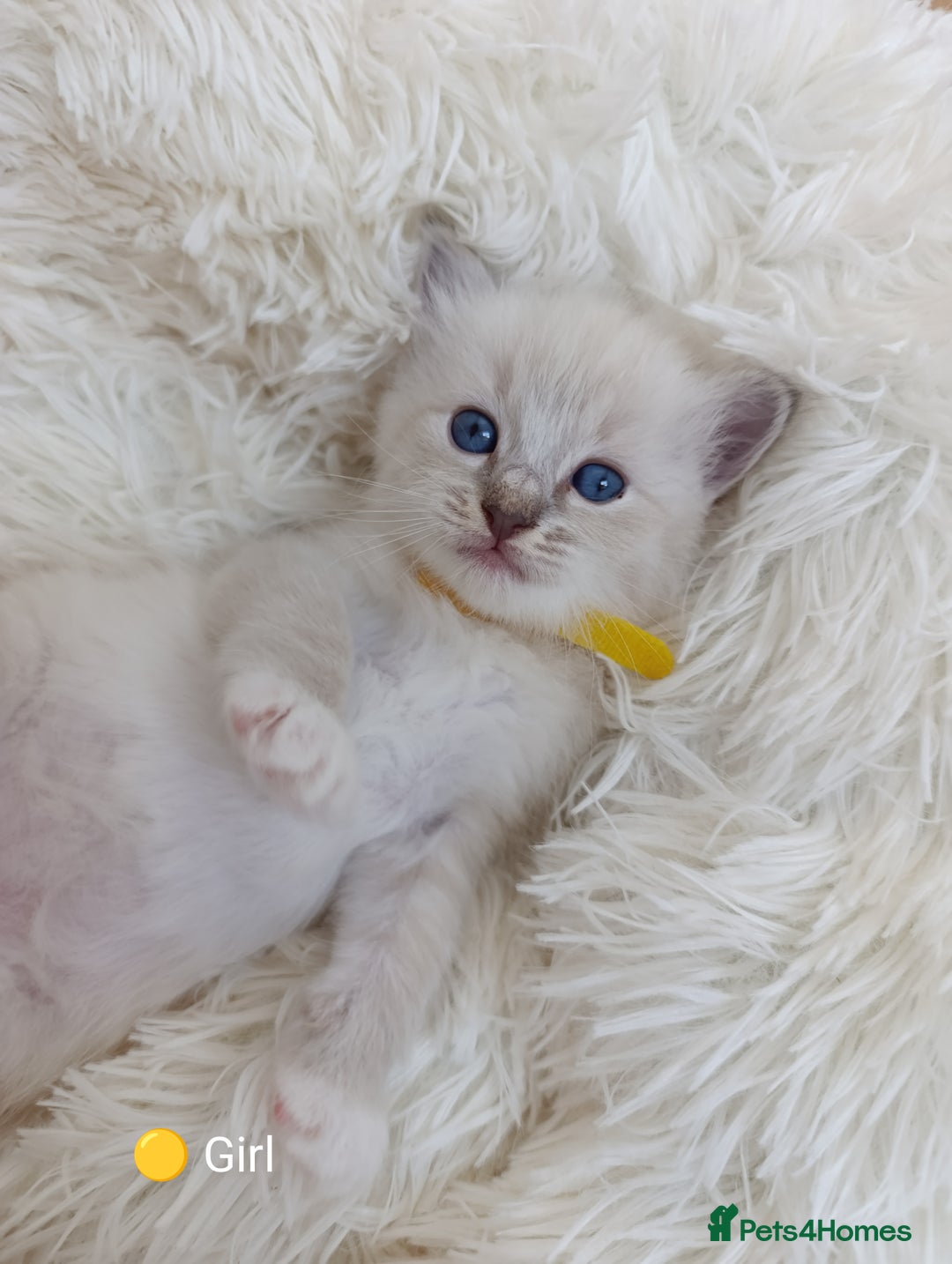 Ragdoll cats for sale: Stunning Ragdolls kittens  - Image 6