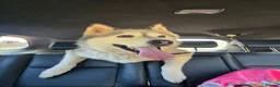 Siberian Husky dogs for sale: Siberian Husky for rehome  - Advert 7