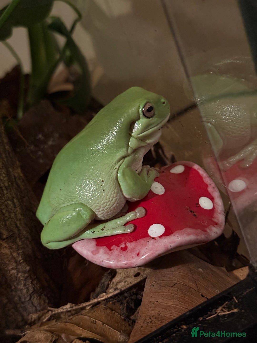 Frog reptiles for sale: Whites tree frogs with bioactive set up  - Image 4